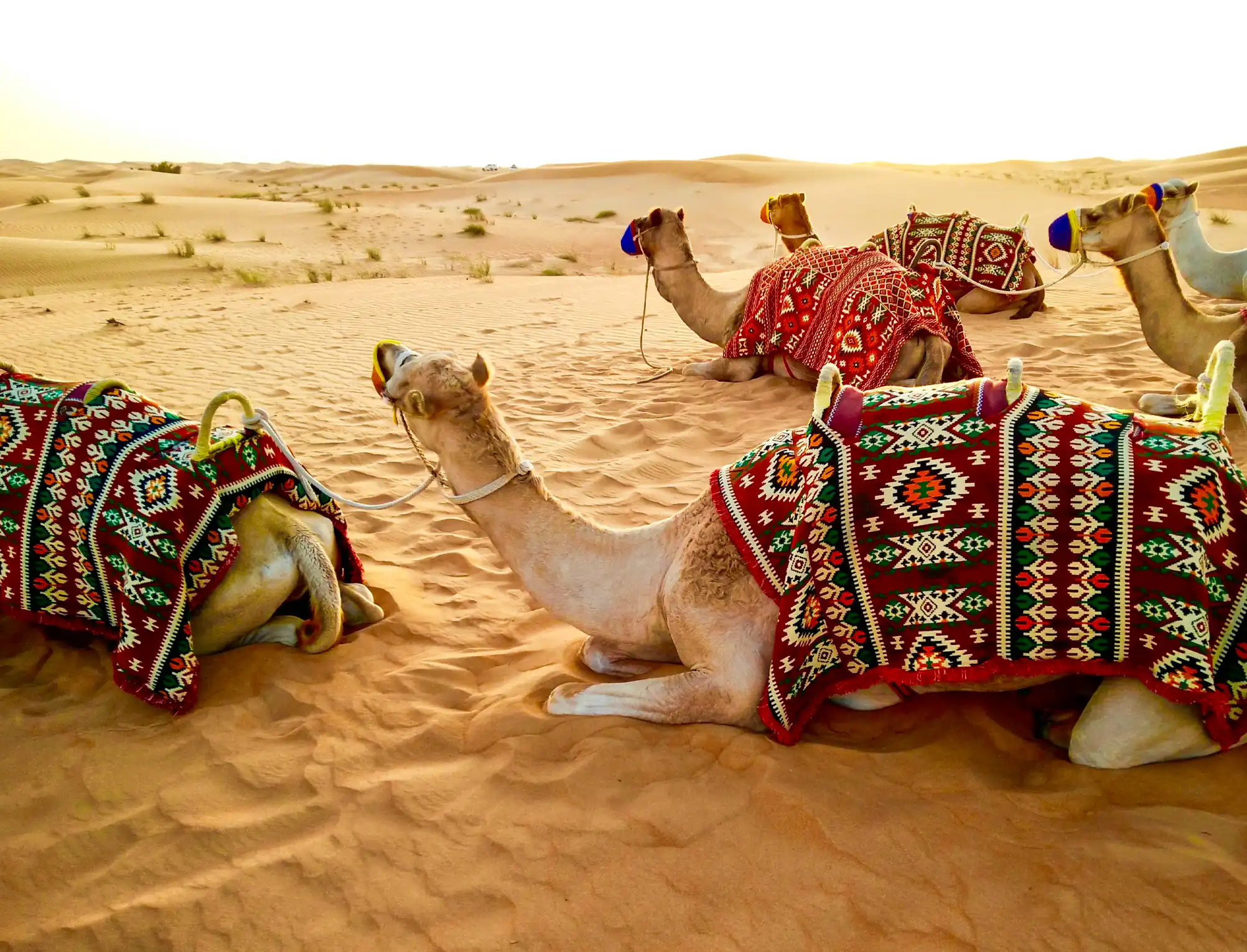 Desert Safari