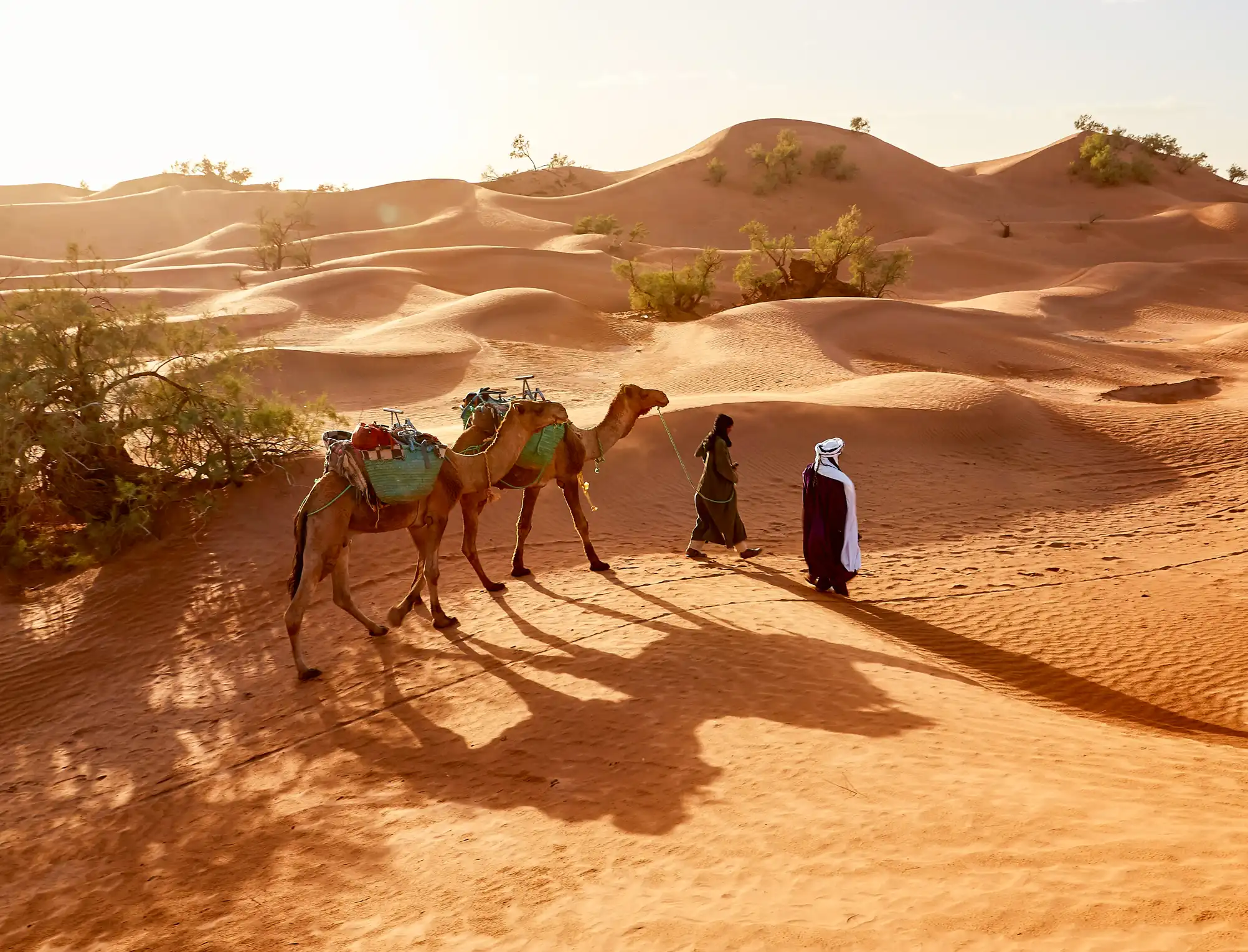 Desert Safari